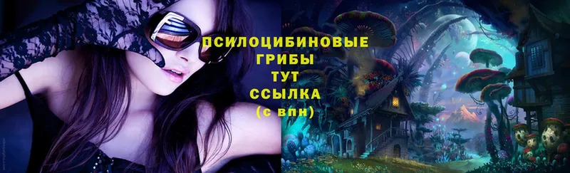 Псилоцибиновые грибы Cubensis  Лысково 